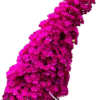 Budleja Davida 2L Magenta Munchkin
