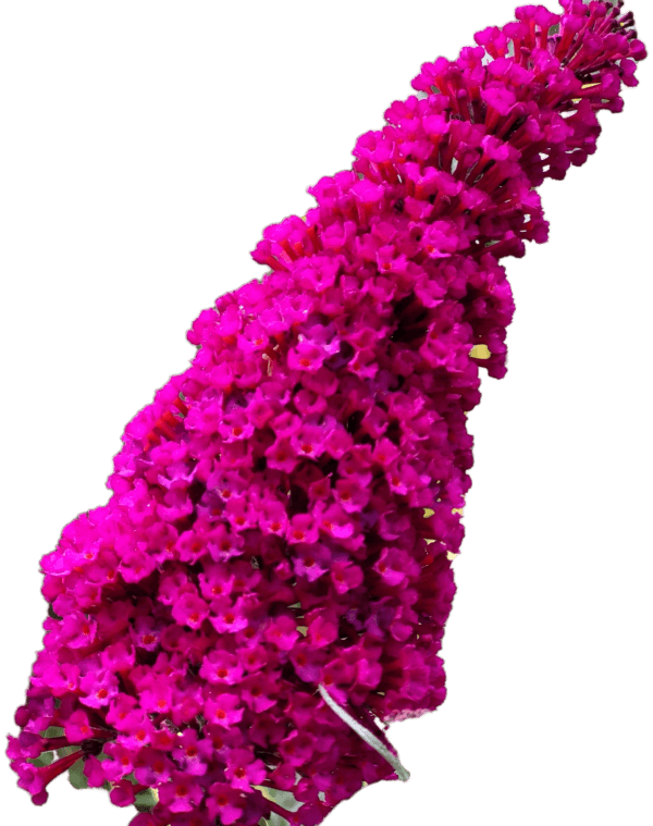 Budleja Davida 2L Magenta Munchkin