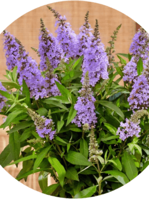 Budleja 2L Candy little Lila