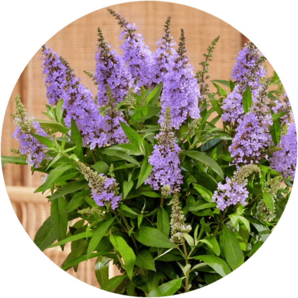 Budleja 2L Candy little Lila