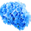 Hortensja ogrodowa niebieska Nikko Blue