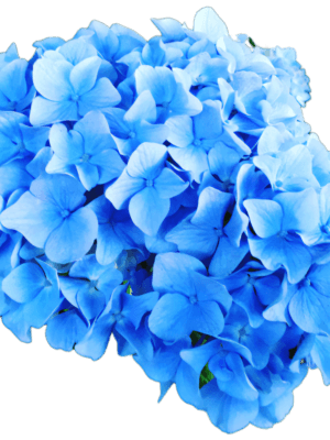 Hortensja ogrodowa niebieska Nikko Blue