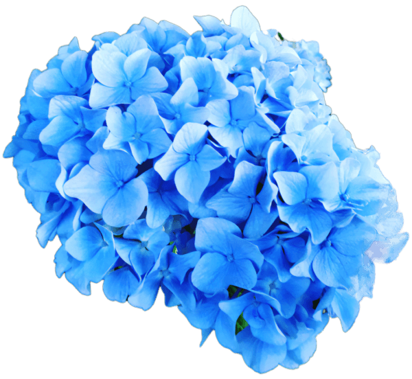 Hortensja ogrodowa niebieska Nikko Blue