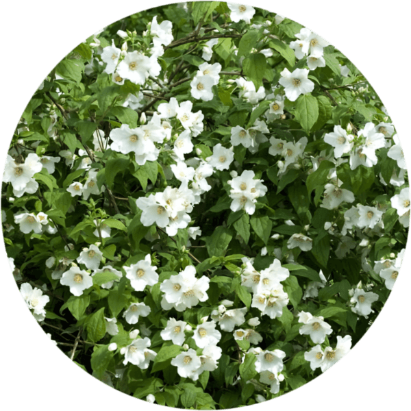 Jaśminowiec Belle Etoile 2L