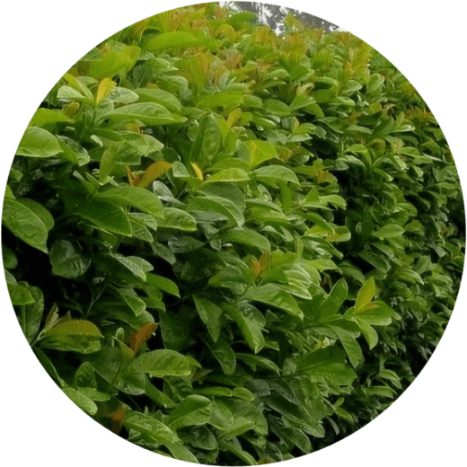 Laurowiśnia wschodnia Bonaparte