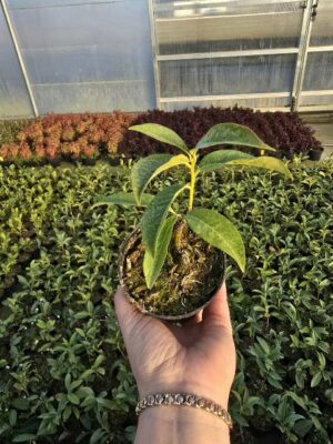 Laurowiśnia wschodnia Genolia