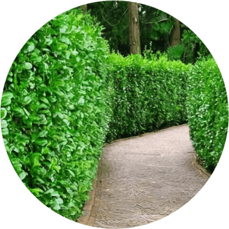 Laurowiśnia wschodnia Genolia