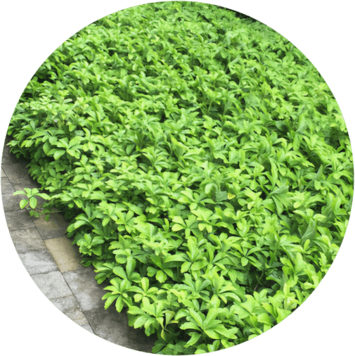 Rumianka japońska Green Sheen