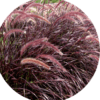 Rubrum trawa - Pennisetum Advena Rubrum