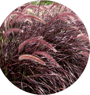 Rubrum trawa - Pennisetum Advena Rubrum