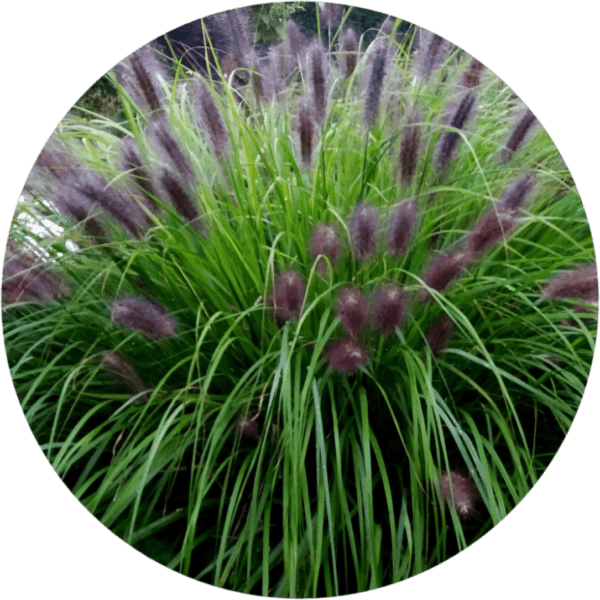 Trawa wieloletnia Red Head 2L