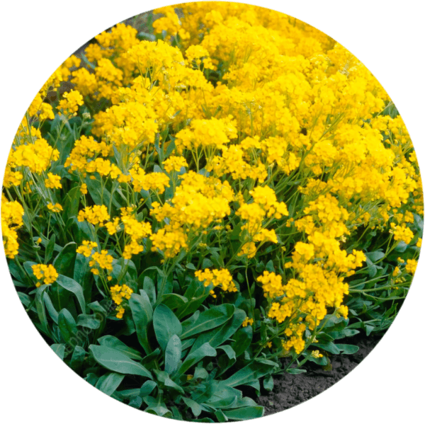 Smagliczka skalna  bylina miododajna