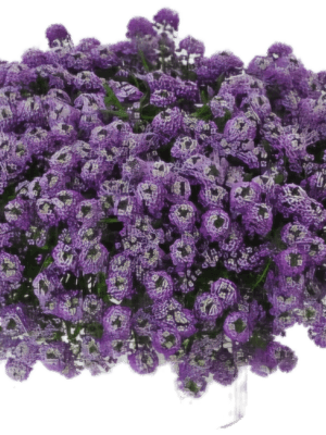 Smagliczka nadmorska Lobularia Lavender
