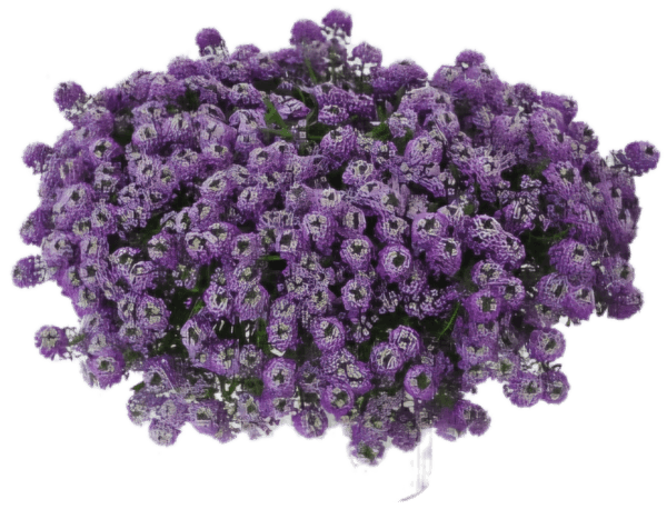 Smagliczka nadmorska Lobularia Lavender