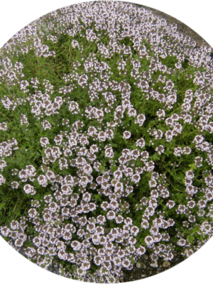 Tymianek- Macierzanka Compactus