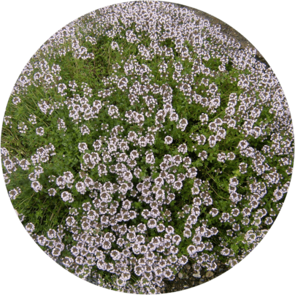 Tymianek- Macierzanka Compactus