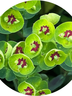 Wilczomlecz Martini 1,5L