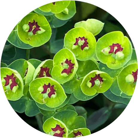 Wilczomlecz Martini 1,5L