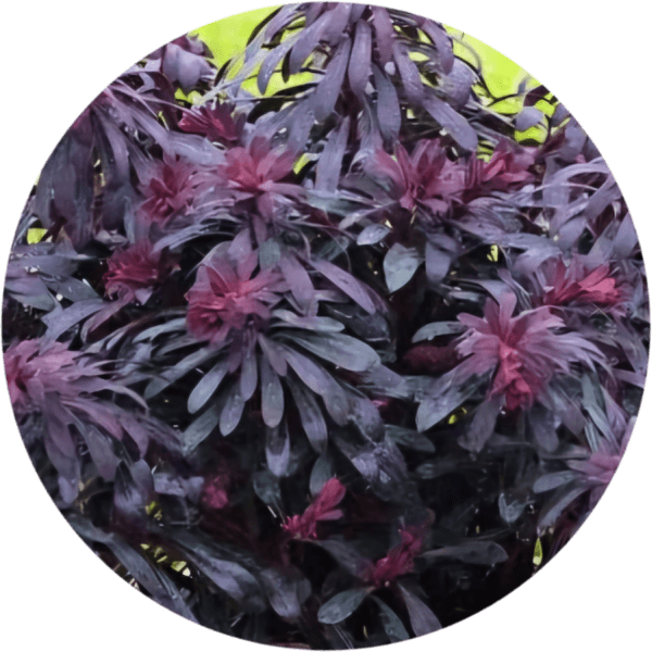 Wilczomlecz bordowy Miners Meriot 1,5L