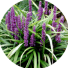 Liriope muscari Big Blue 1,5L