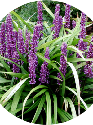 Liriope muscari Big Blue 1,5L