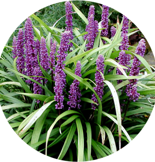 Liriope muscari Big Blue 1,5L