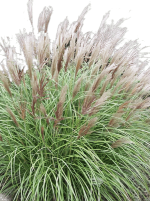 Trawa Miskant Yaka Dance 2L