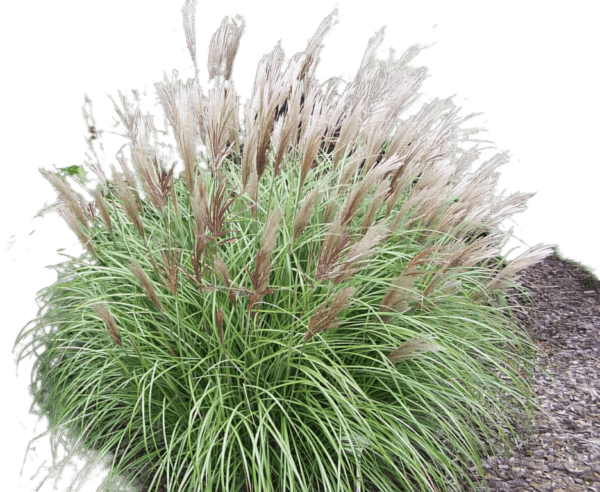 Trawa Miskant Yaka Dance 2L