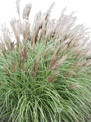 Trawa Miscant chiński Yaka Dance 2L