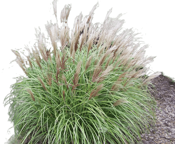 Trawa Miscant chiński Yaka Dance 2L