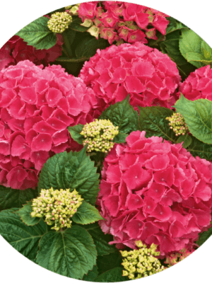 Hortensja ogrodowa Red Baron 1,5L