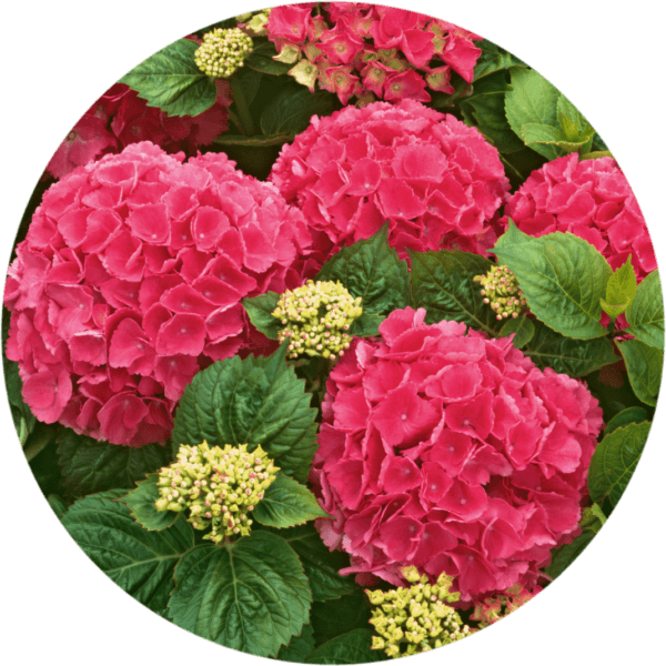 Hortensja ogrodowa Red Baron 1,5L