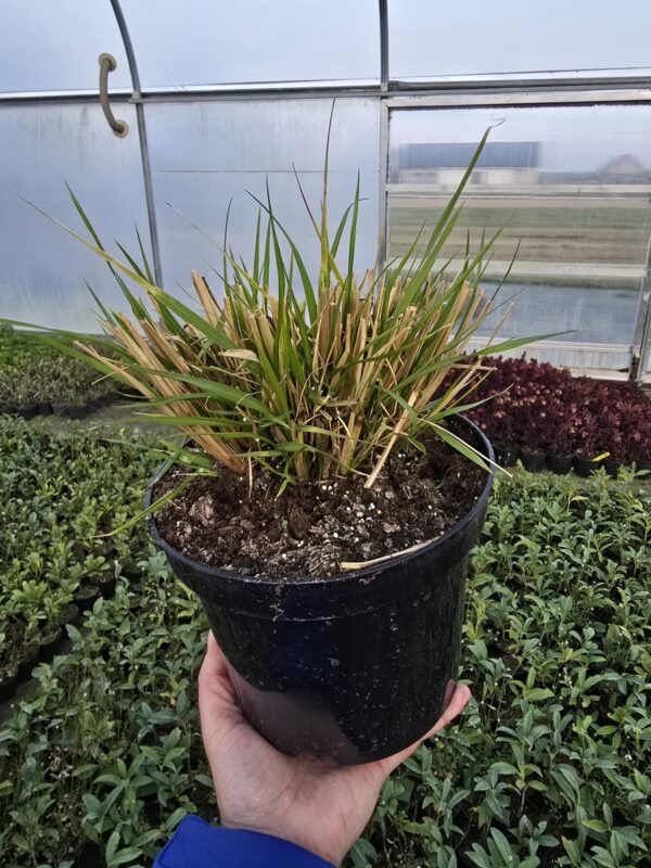 Trawa Rozplenica japońska Moudry