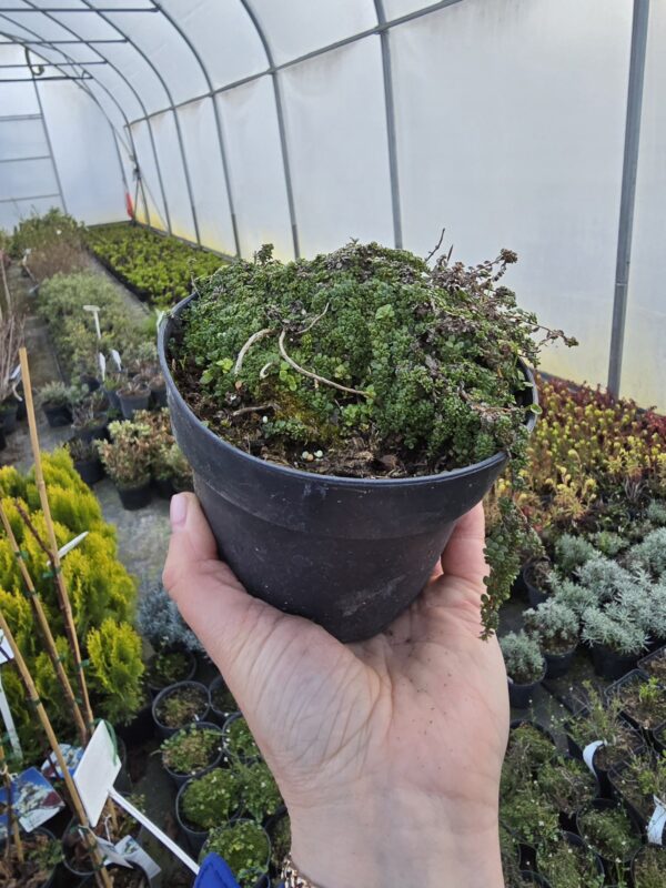 Macierzanka wczesna Minor