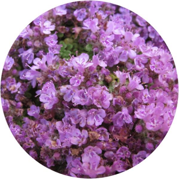 Macierzanka wczesna Minor