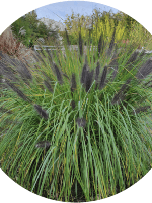 Trawa Rozplenica japońska Moudry