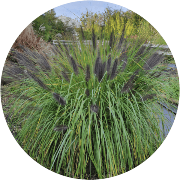 Trawa Rozplenica japońska Moudry