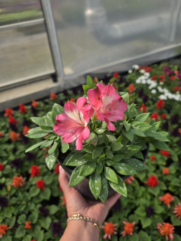 Alstromeria pojemnikowa Romance 3L - Rośliny Ozdobne Car